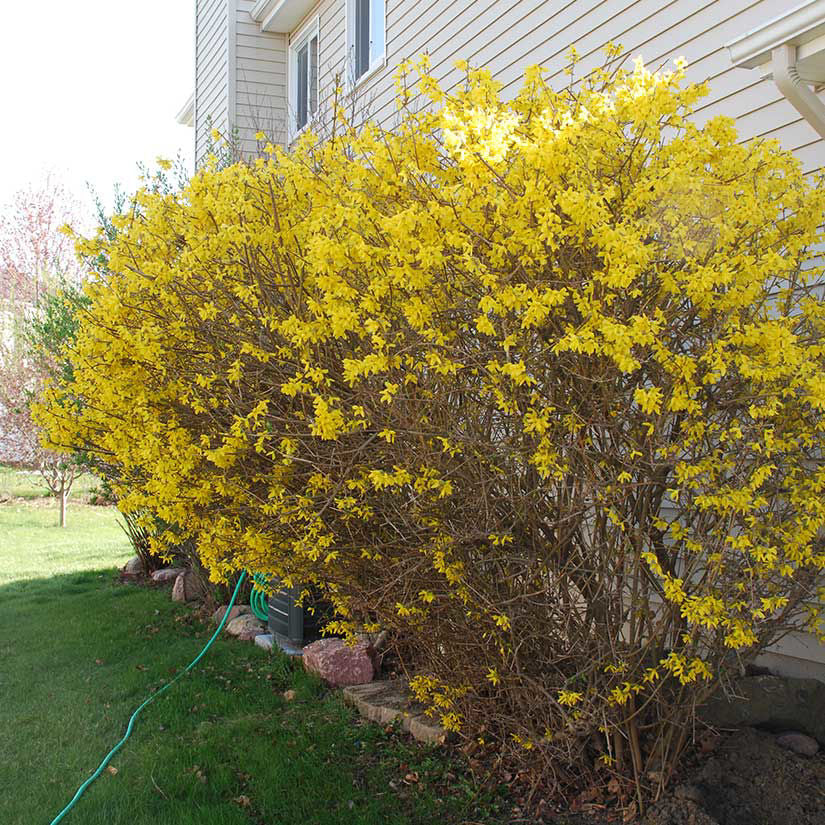 Forsythia Bush Live Plant 10–12” Bare Root | 1–2 Years Old | Early Spring Yellow Flowers | Hardy Fast-Growing Shrub for Landscaping