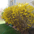 Forsythia Bush Live Plant 10–12” Bare Root | 1–2 Years Old | Early Spring Yellow Flowers | Hardy Fast-Growing Shrub for Landscaping