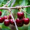 Lapins Cherry Tree – 3 ft. Semi-Dwarf, Self-Pollinating, Bare Root, Sweet Dark Cherries, High Yield, 2-Year-Old Fruit Tree