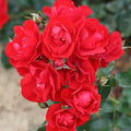 Super Rare Eternity Red Rose Cuttings (3 Unrooted) – Rosa ‘Eternity Red’ Deep Red Rose for Rooting & Grafting