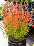 15 Fire Sticks Succulent Cuttings – Euphorbia Tirucalli – Unrooted Stems for Propagation – Colorful Drought-Tolerant Plant