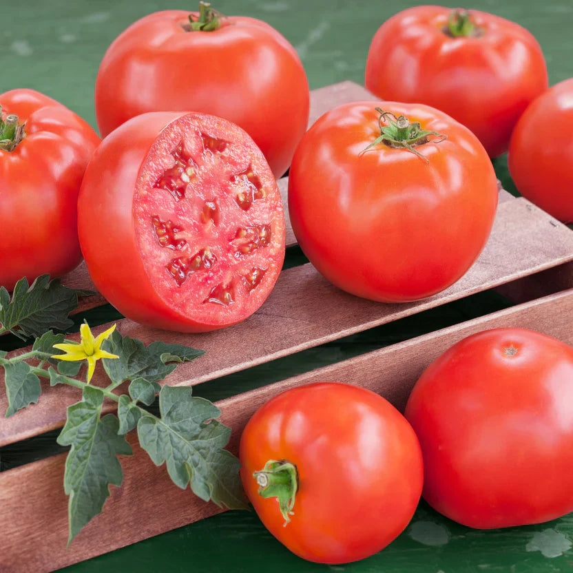 2 Goliath Tomato Live Plants (Solanum lycopersicum) 6–10" | Large Red Slicer | Heirloom Garden Vegetable Starter Plants