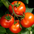 2 Celebrity Tomato Live Plants (Solanum lycopersicum) 6–10" | Popular Slicer | Disease-Resistant Garden Vegetable Starter Plants