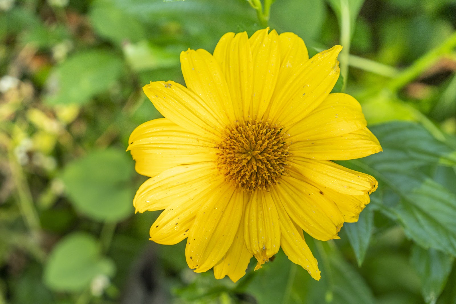 5 Mexican Sunflower Cuttings – Tithonia diversifolia Live Unrooted Stems – Fast-Growing Pollinator Plant for Gardens, Borders & Landscaping