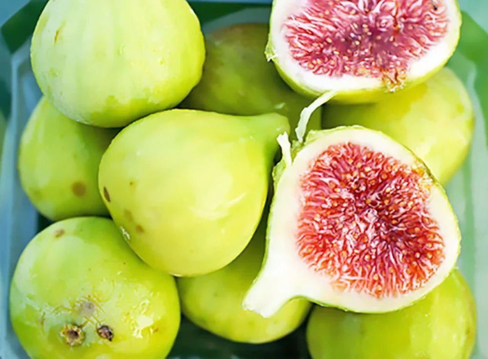 Strawberry Verte Fig Cutting (Ficus carica) – 6–8” Unrooted Cutting for Rooting, Propagation, or Grafting – Sweet Green Fig Variety