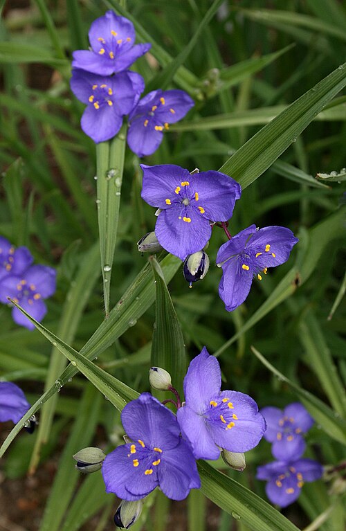 100 Tradescantia occidentalis Seeds | Western Spiderwort | Native Perennial Wildflower for Prairie Gardens & Pollinators