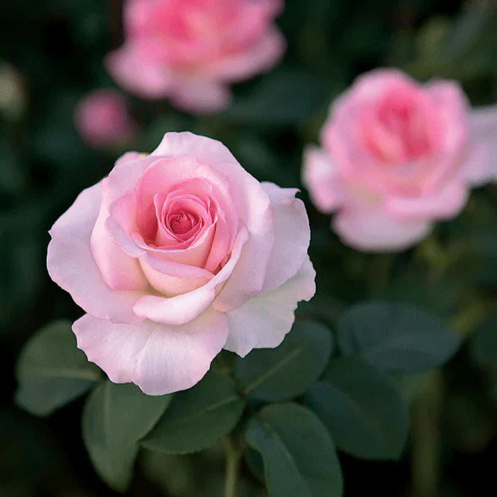 Super Rare Pink Promise Rose Cuttings (3) – Rosa ‘Pink Promise’ | Award-Winning Pink Hybrid Tea | Unrooted Cuttings for Rooting or Grafting