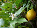 Italian Lemon Tree Cuttings (Citrus limon) 6–8 Inch Unrooted – For Rooting or Grafting, Fresh Organic Scion Wood