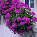 6 Purple Pelargonium Regal Geranium Plant Cuttings | Fancy Martha Washington Flowers | 6" Live Starter Plants