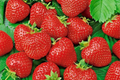 Ruby Brite Strawberry Seeds - 150 Non-GMO Flower Seeds - Fragaria × ananassa