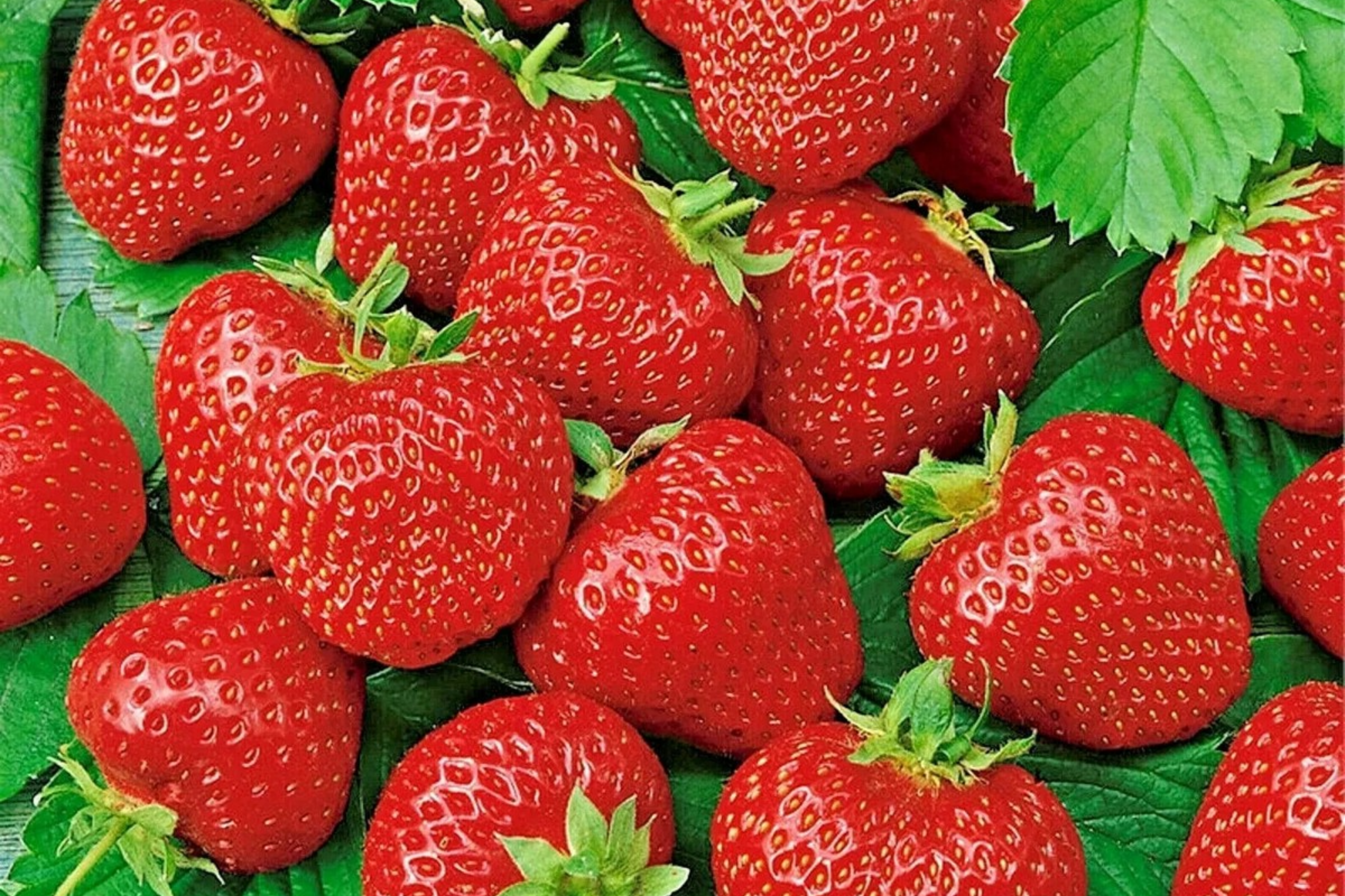 Ruby Brite Strawberry Seeds - 150 Non-GMO Flower Seeds - Fragaria × ananassa