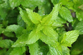 Spearmint Seeds | 1000+ Non-GMO Fresh Garden Seeds | Mentha spicata