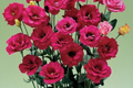 Raspberry Dalliance Lisianthus Seeds - Non-GMO Heirloom Flower Seeds (125-5000 Seeds) Eustoma grandiflorum