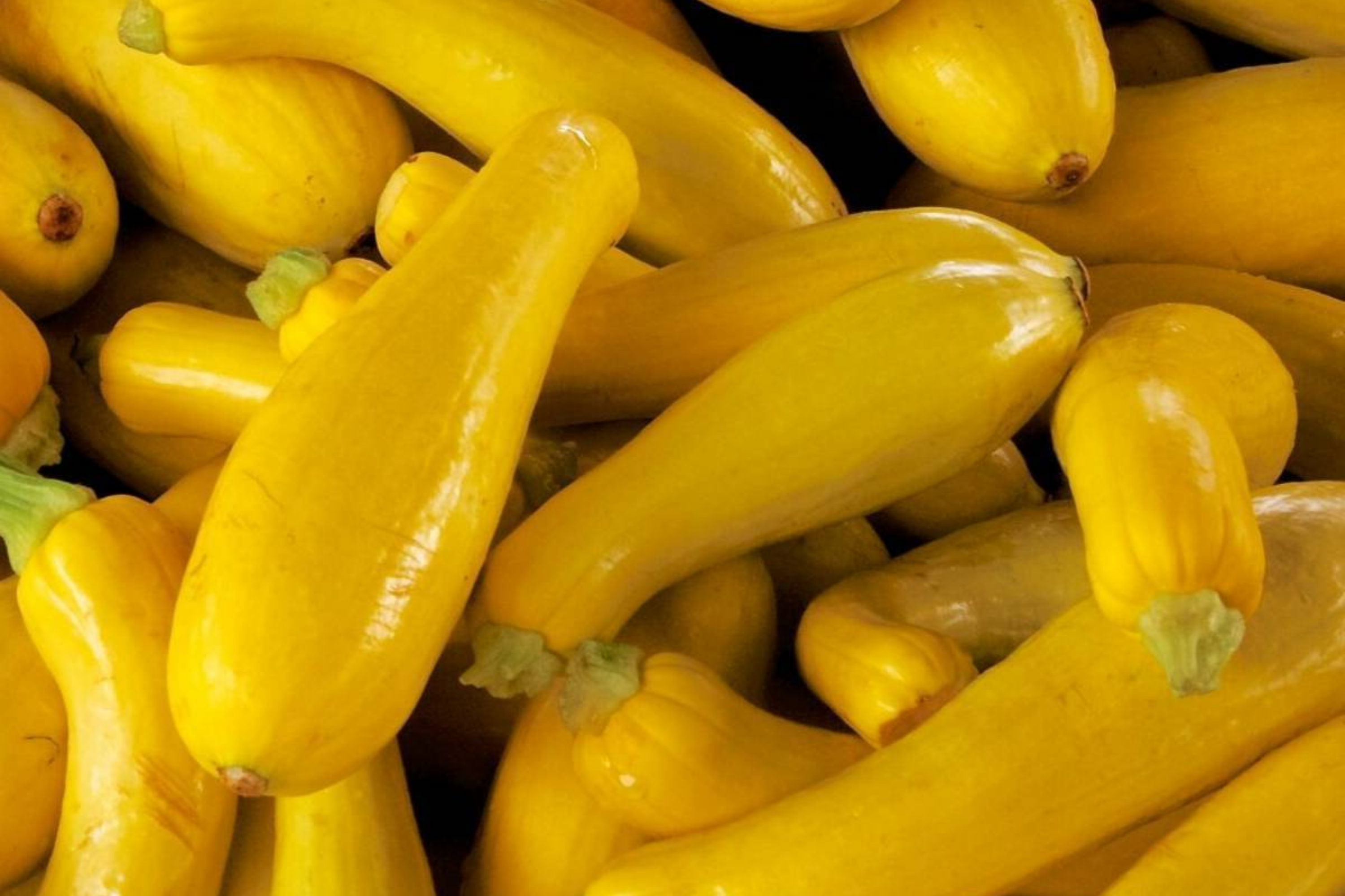 Straightneck Squash Seeds - Non-GMO Heirloom - Fresh Garden Seeds USA - Cucurbita pepo