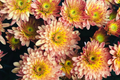 Chrysanthemum Seeds - Strawberry Butter Mum - 200 Flower Seeds - Mum Flower Seeds - Garden Plants