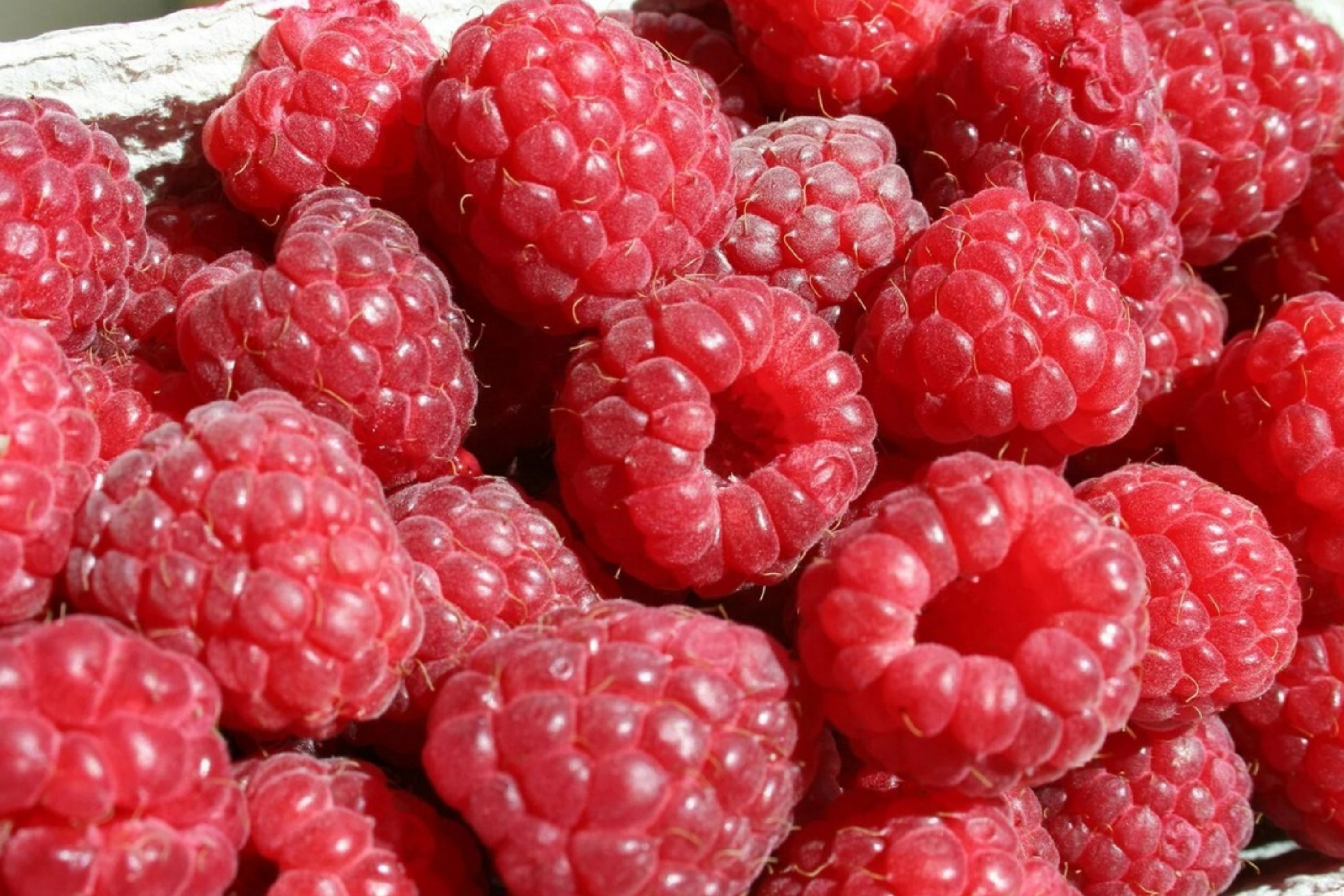 Berrylicious Raspberry Seeds - Non-GMO Fruit Seeds, 125 Seed for Gardening (Rubus idaeus)