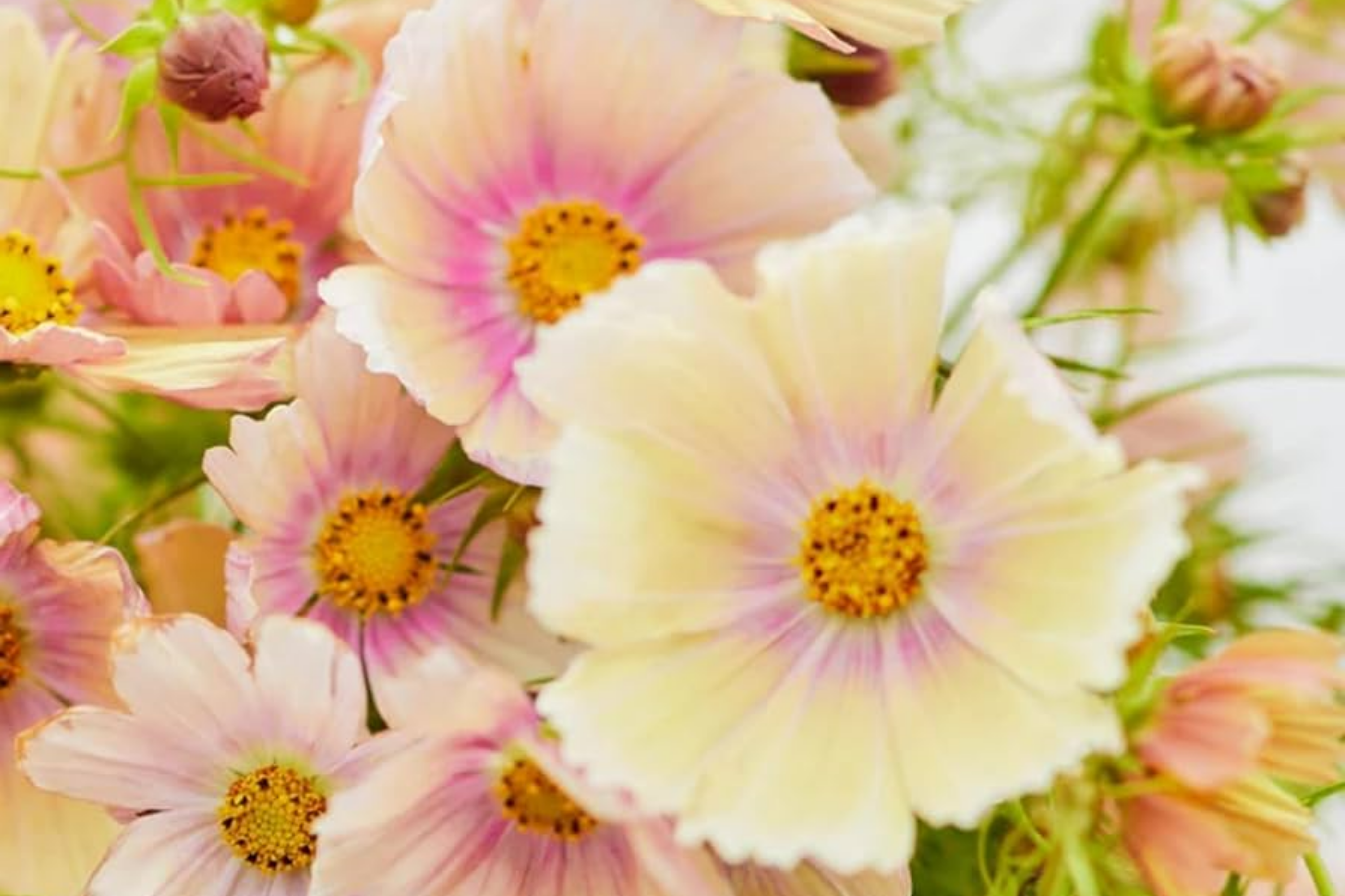 Cosmos Flower Seeds - 35 Bulk Annual Seeds - Colorful Variety for Garden Planting (Cosmos bipinnatus)