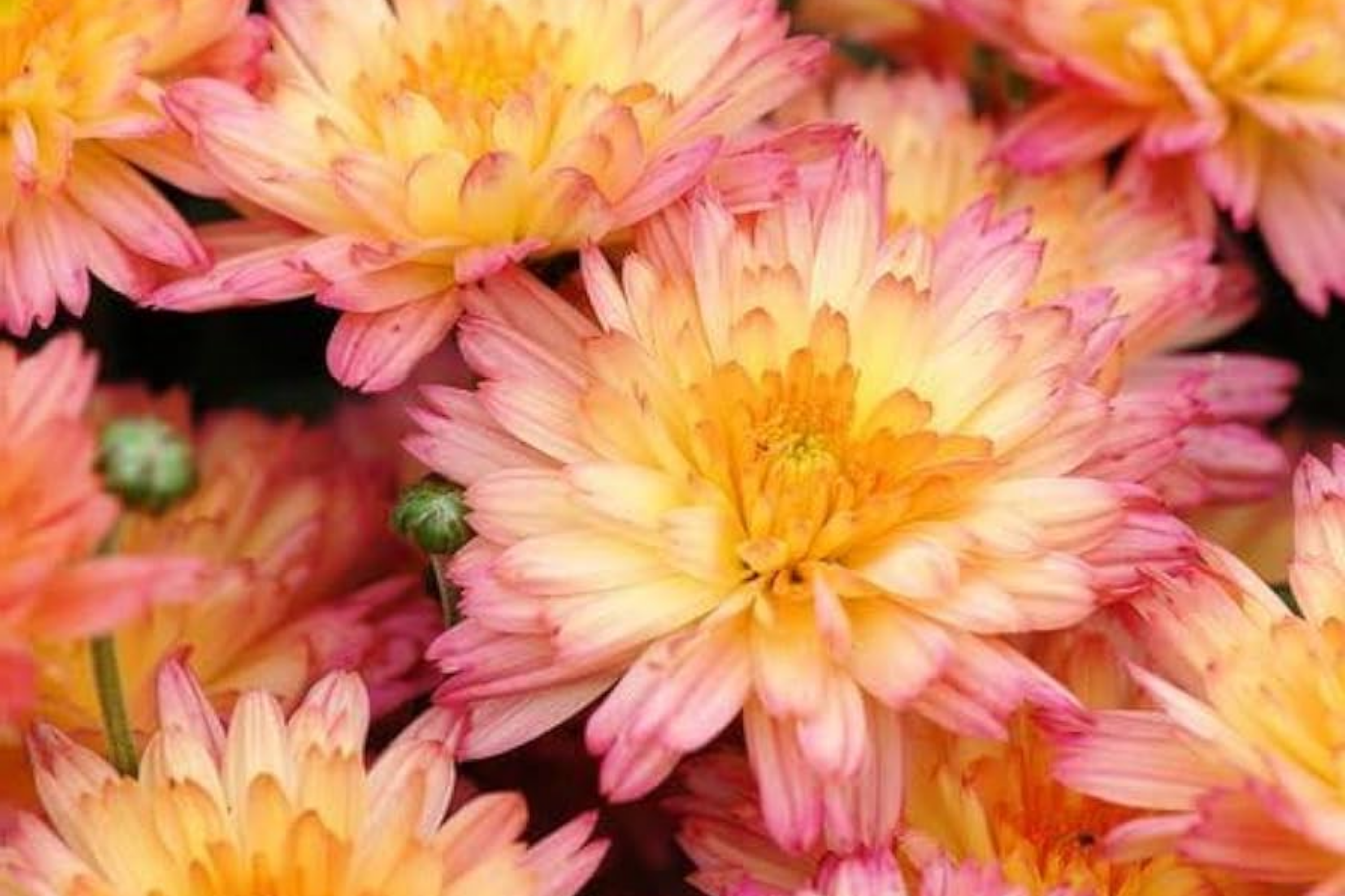 Amethyst Breeze Mum Seeds - 200 Chrysanthemum Flower Seeds for Colorful Garden Blooms, Chrysanthemum morifolium