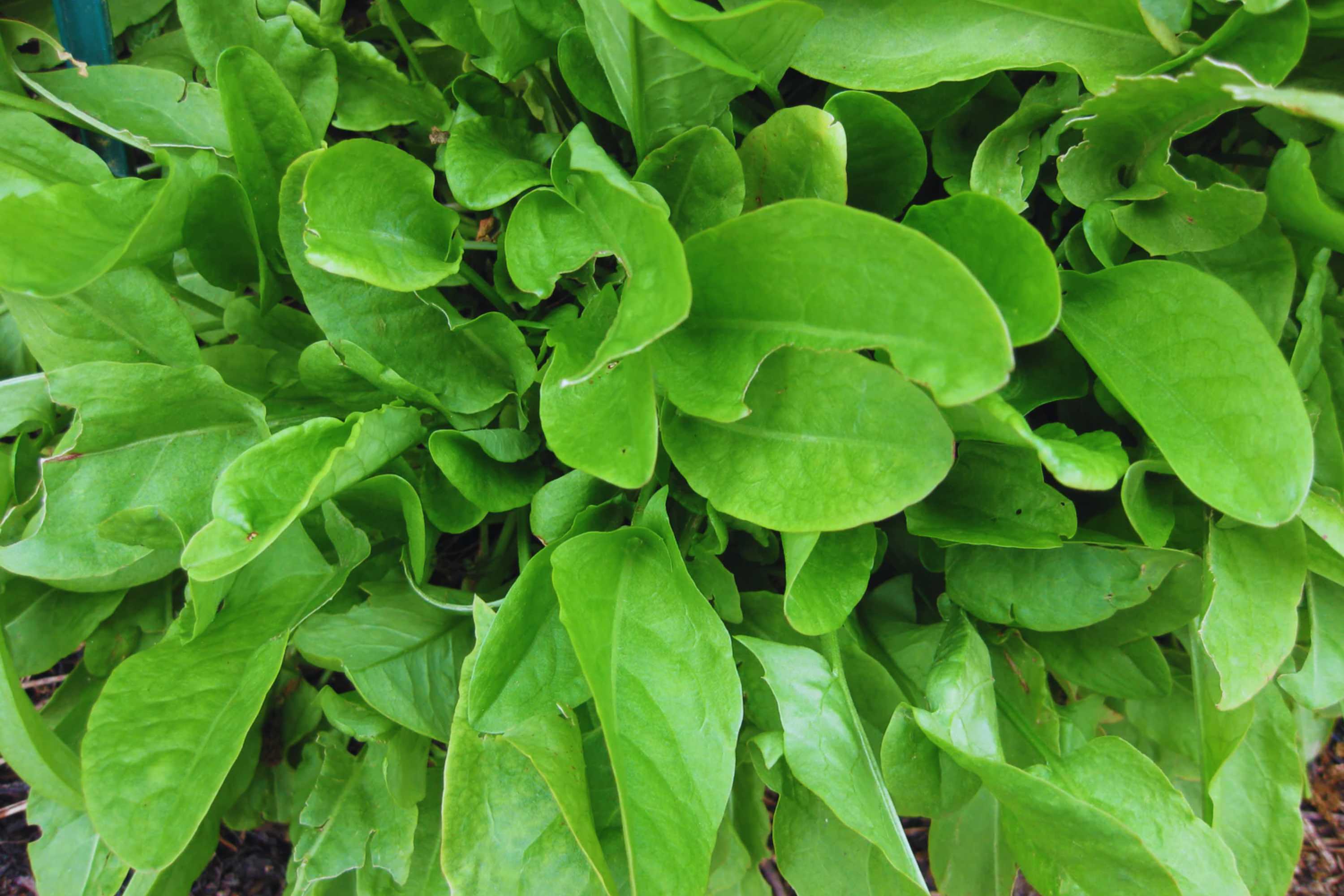 Sorrel Seeds - 300+ Large Leaf Non-GMO Garden Seeds - Rumex acetosa - Fresh USA Grown