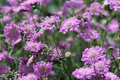 Pink Mist Scabiosa 75 Seeds Annual Flower - Scabiosa columbaria - Beautiful Pink Flowers for Garden