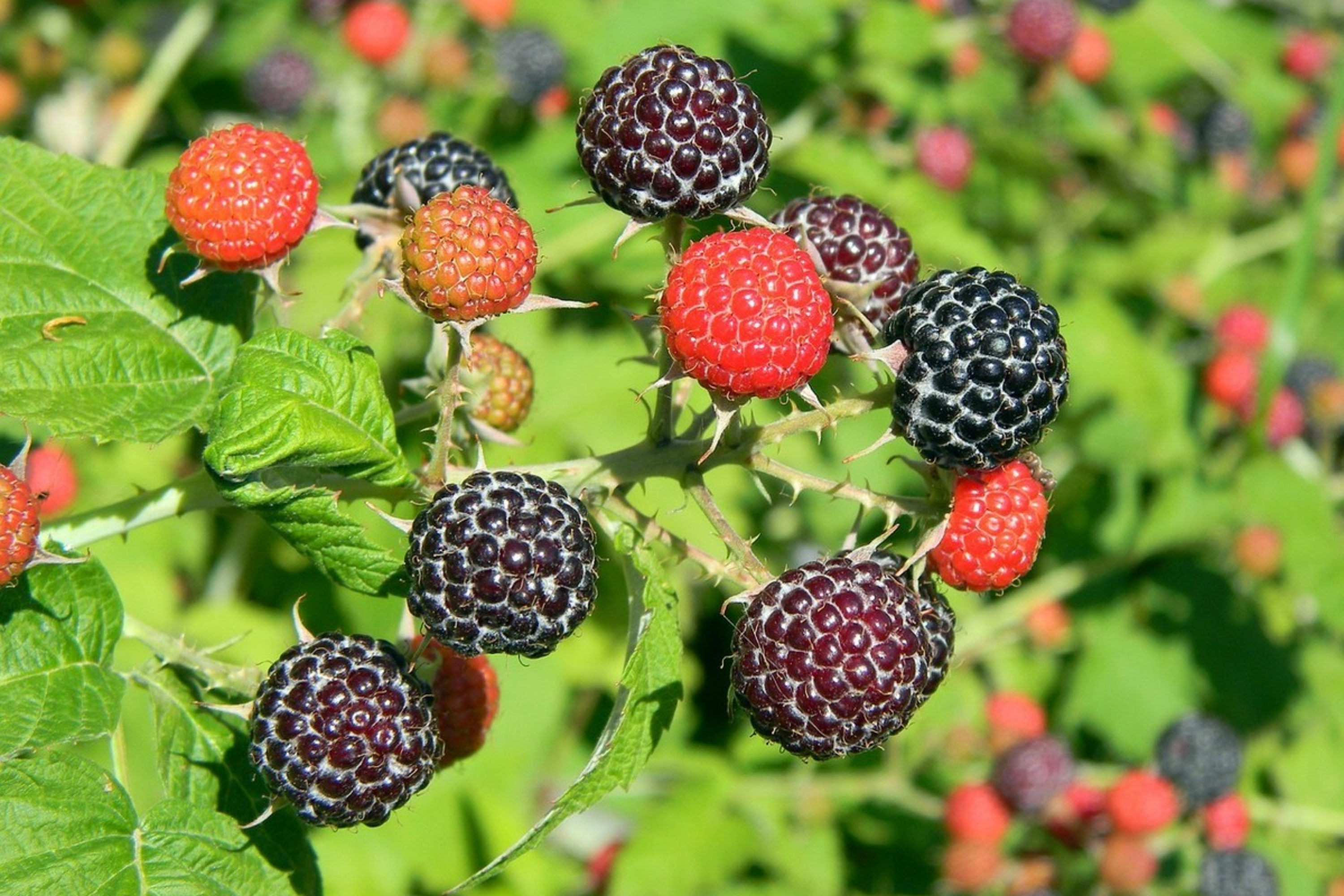 Zenith Raspberry Seeds - Non-GMO Fruit Seeds, Bulk Options of 125 Seeds - Rubus idaeus