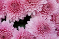 Candy Pink Mum Seeds - 200 Chrysanthemum Flower Seeds - Vibrant Pink Blooms