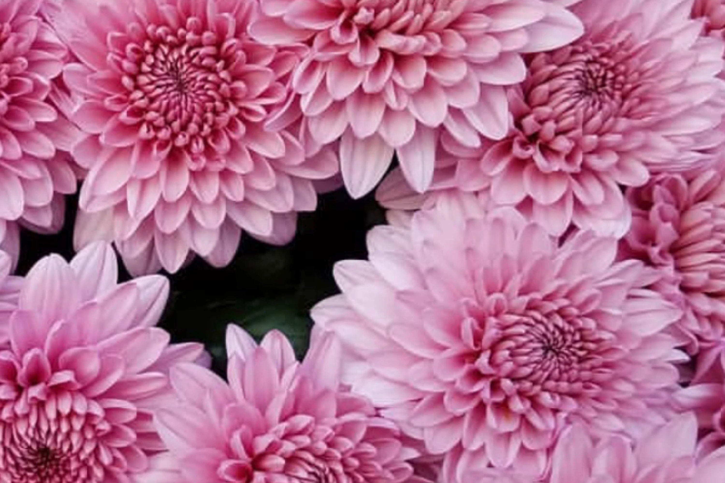 Candy Pink Mum Seeds - 200 Chrysanthemum Flower Seeds - Vibrant Pink Blooms