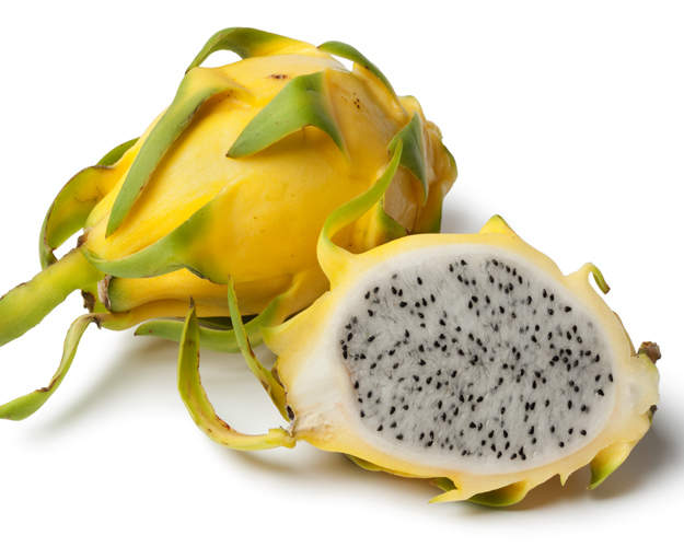 Yellow Dragon Fruit Plant | Hylocereus megalanthus | Live Bare Root Cactus Starter for Patio, Garden, or Home Orchard | 1 Count