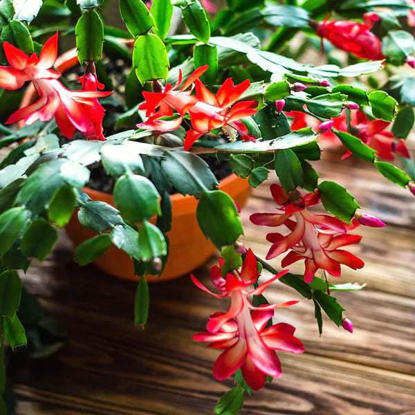 Red Christmas Cactus Live Plant 5–6” Tall - Bareroot Schlumbergera - Holiday Blooming Houseplant - Easy Care Succulent