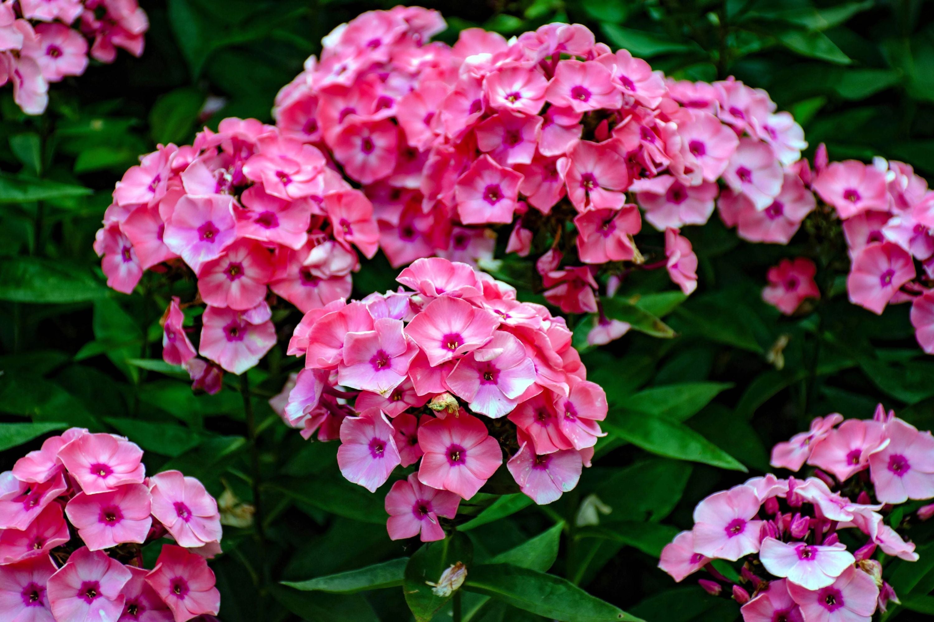 Brilliant Phlox Seeds | Pink Blooms with Dark Centers | Fragrant & Attracts Pollinators | 80 Days to Bloom |
