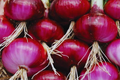 Red Burgundy Onion Seeds - 200+ Non-GMO Garden Seeds - Allium cepa - Premium Vegetable Seeds for Home Garden