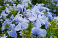 Phlox Seeds - 125 Seeds - Blue Moon Variety - Annual Garden Flower Seeds (Phlox paniculata)