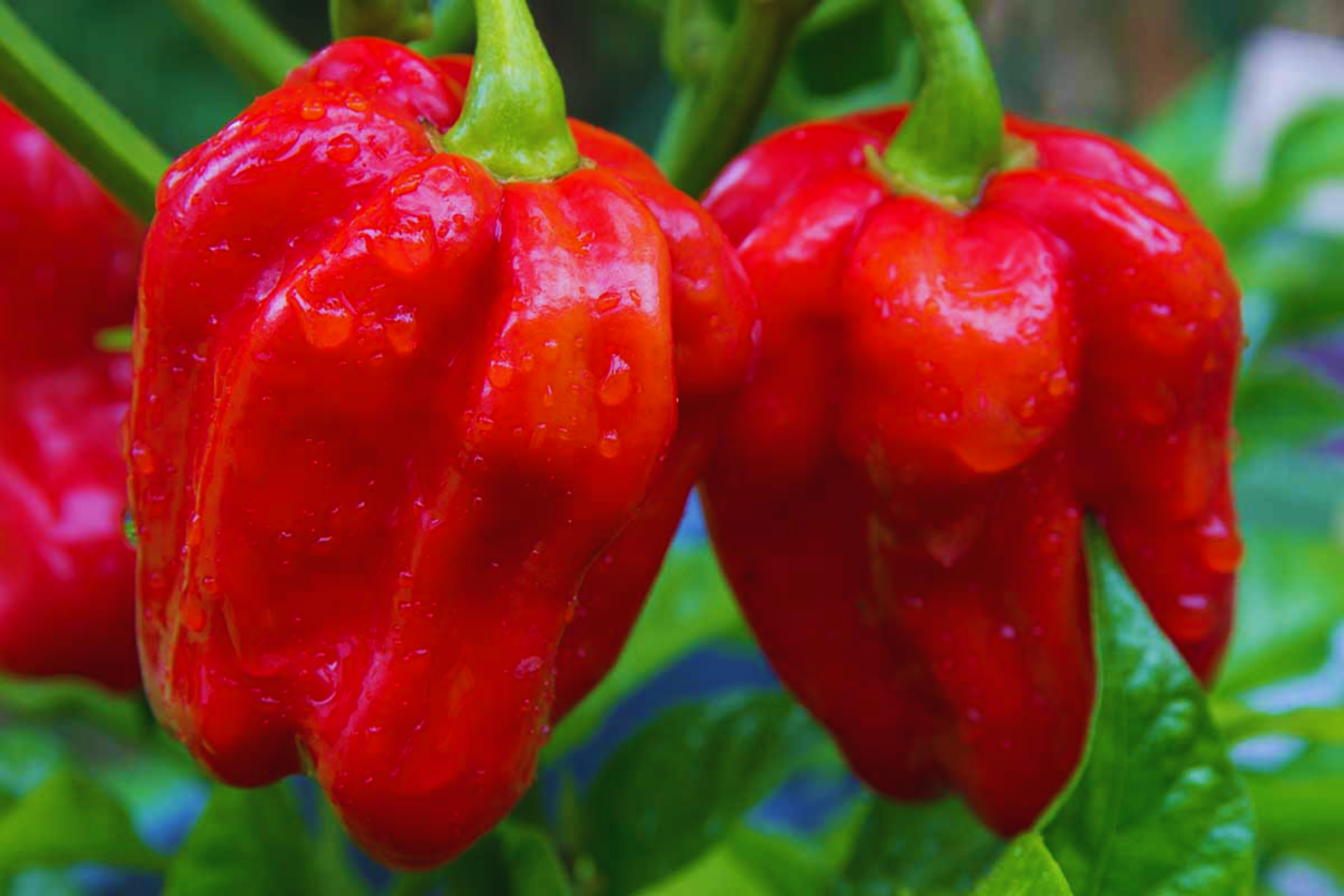 Habanero Pepper Seeds | Non-GMO | Hot Red Variety | Capsicum chinense | USA Grown