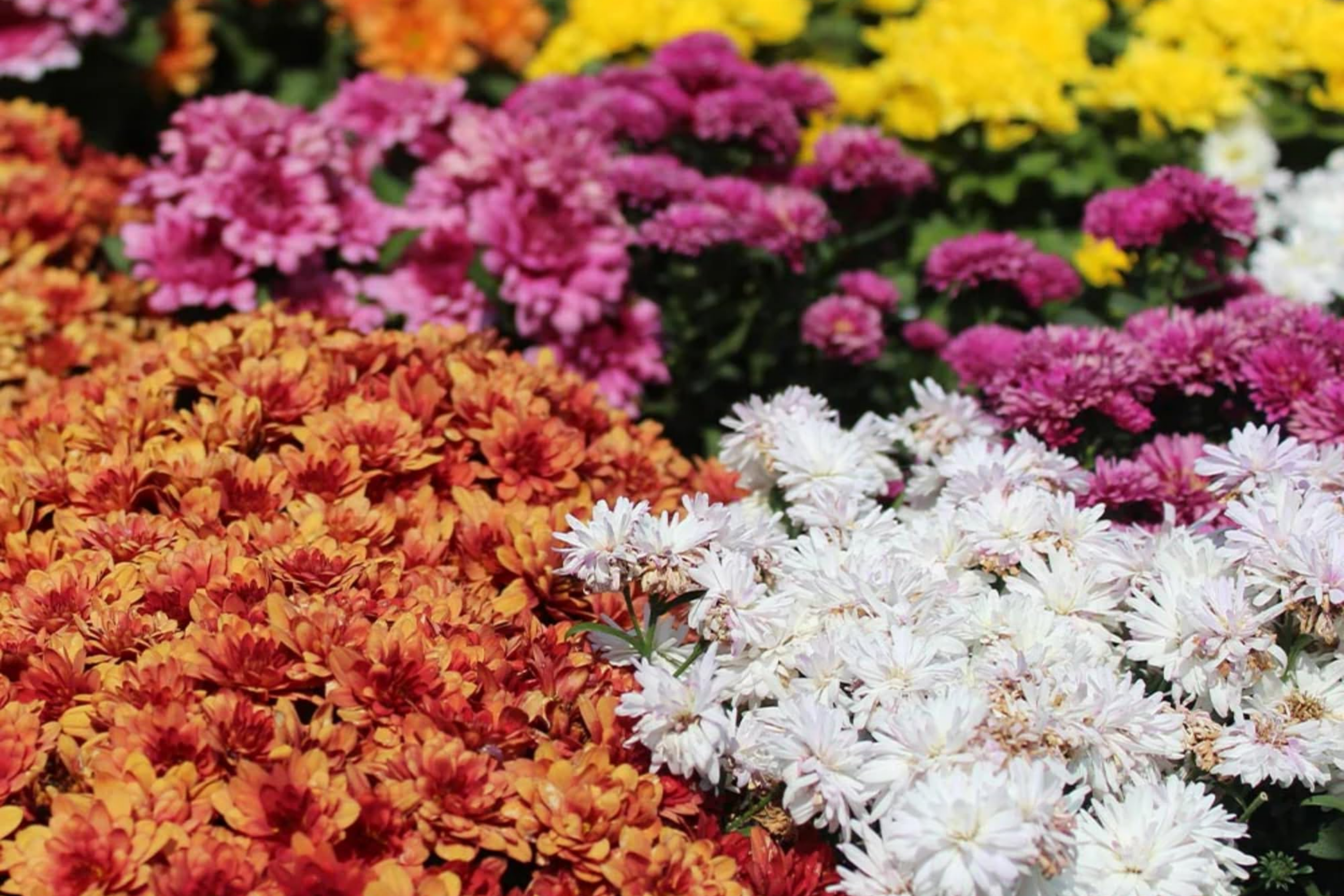 Chrysanthemum Seeds Mix - 200 Field Bouquet Mix Flower Seeds, Colorful Mum Varieties for Garden Planting