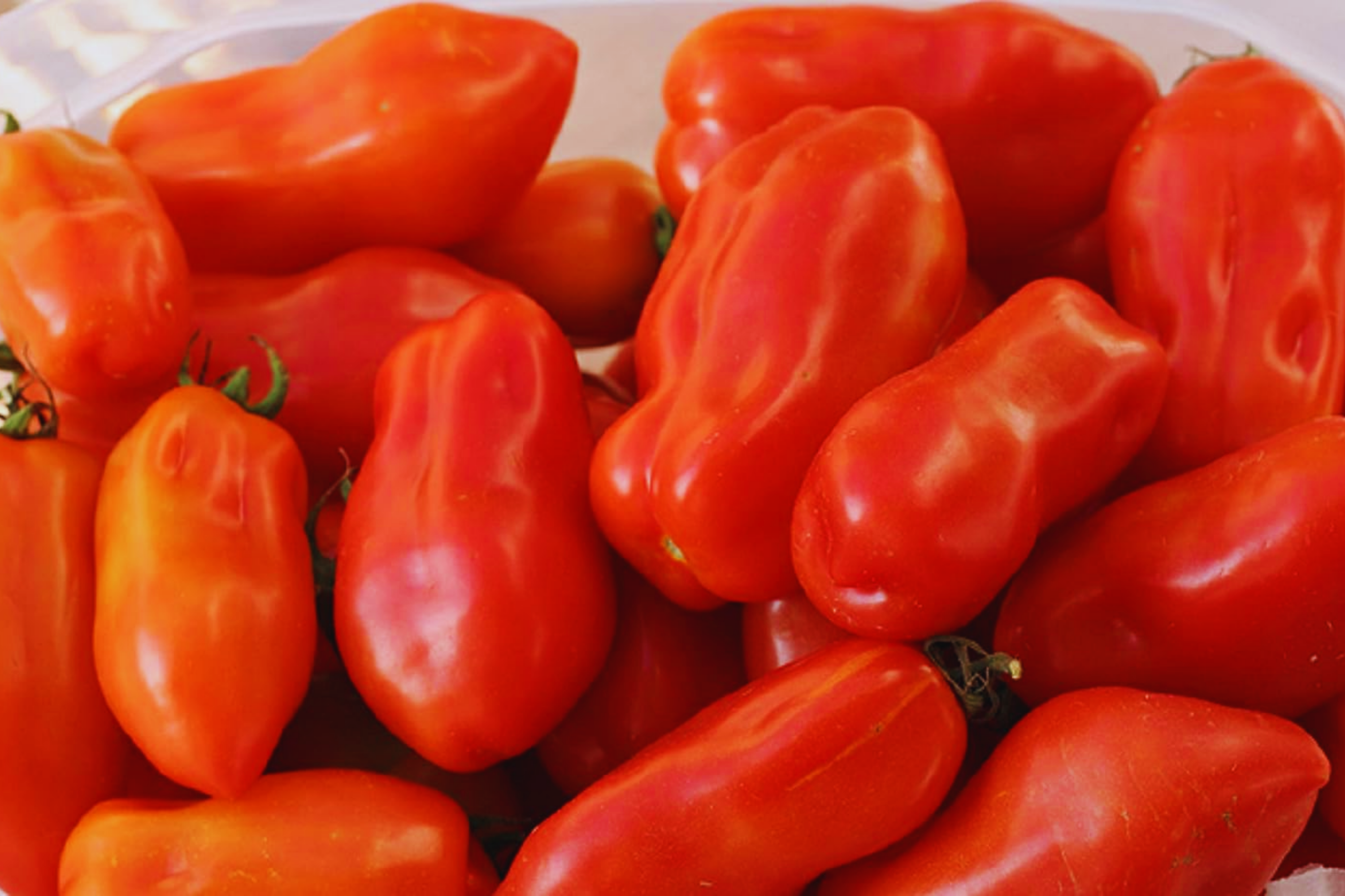 San Marzano Tomato Seeds - 100+ Heirloom Non-GMO Garden Seeds - Perfect for Home Gardening - Solanum lycopersicum
