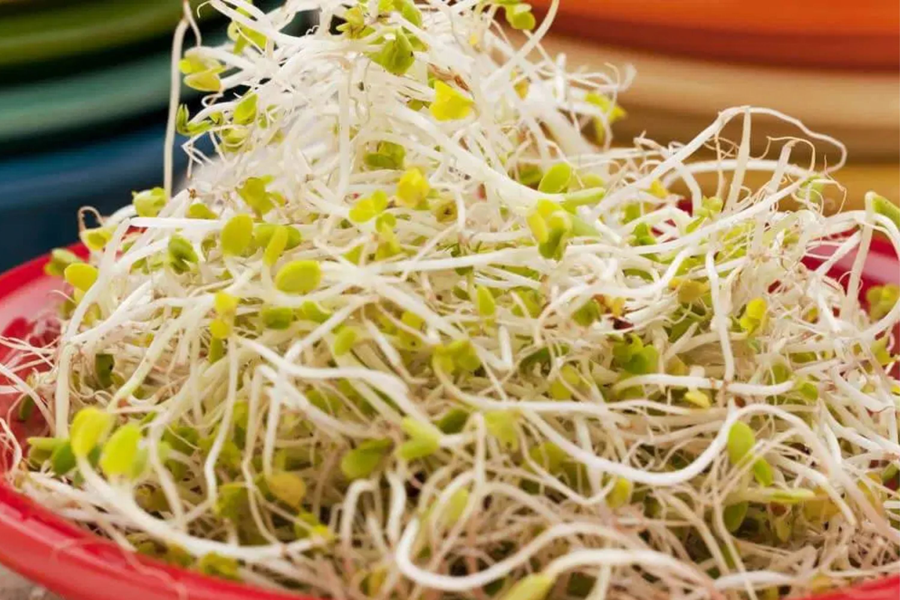 Sprouting Lid Kit with Broccoli Seeds | Non-GMO | 2 Lids Included | Ideal for Home Sprouting