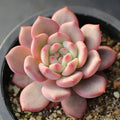 Echeveria ‘Ariel’ – Rare Succulent Plant 2–3” | Live Bare Root | Easy Care Pastel Echeveria | Indoor Outdoor Decor