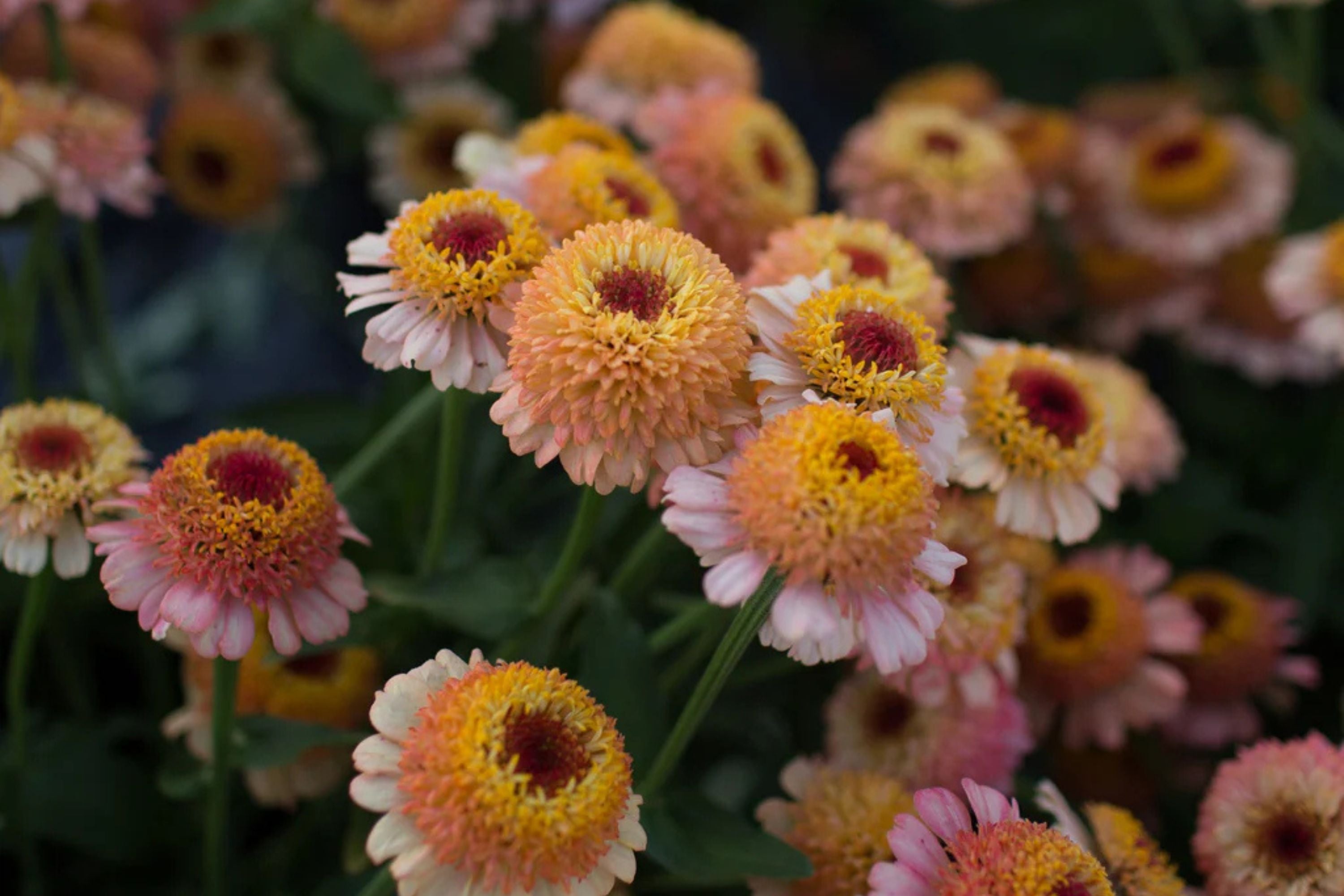 Zinderella Peach Zinnia Seeds - 100+ Double Bloom Seeds - USA Grown -  - Cut Flower Garden - Butterfly Magnet - Heat Tolerant
