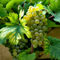 5 Cold Hardy Grape Cuttings – Unrooted Perennial Clones for Zone 3, Big Sweet Fruit, Easy to Grow, Hardy Vines for Cold Climates