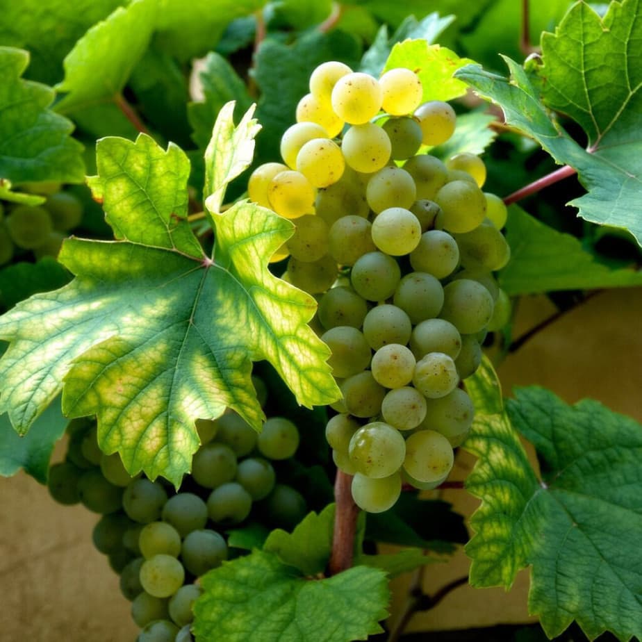 5 Cold Hardy Grape Cuttings – Unrooted Perennial Clones for Zone 3, Big Sweet Fruit, Easy to Grow, Hardy Vines for Cold Climates