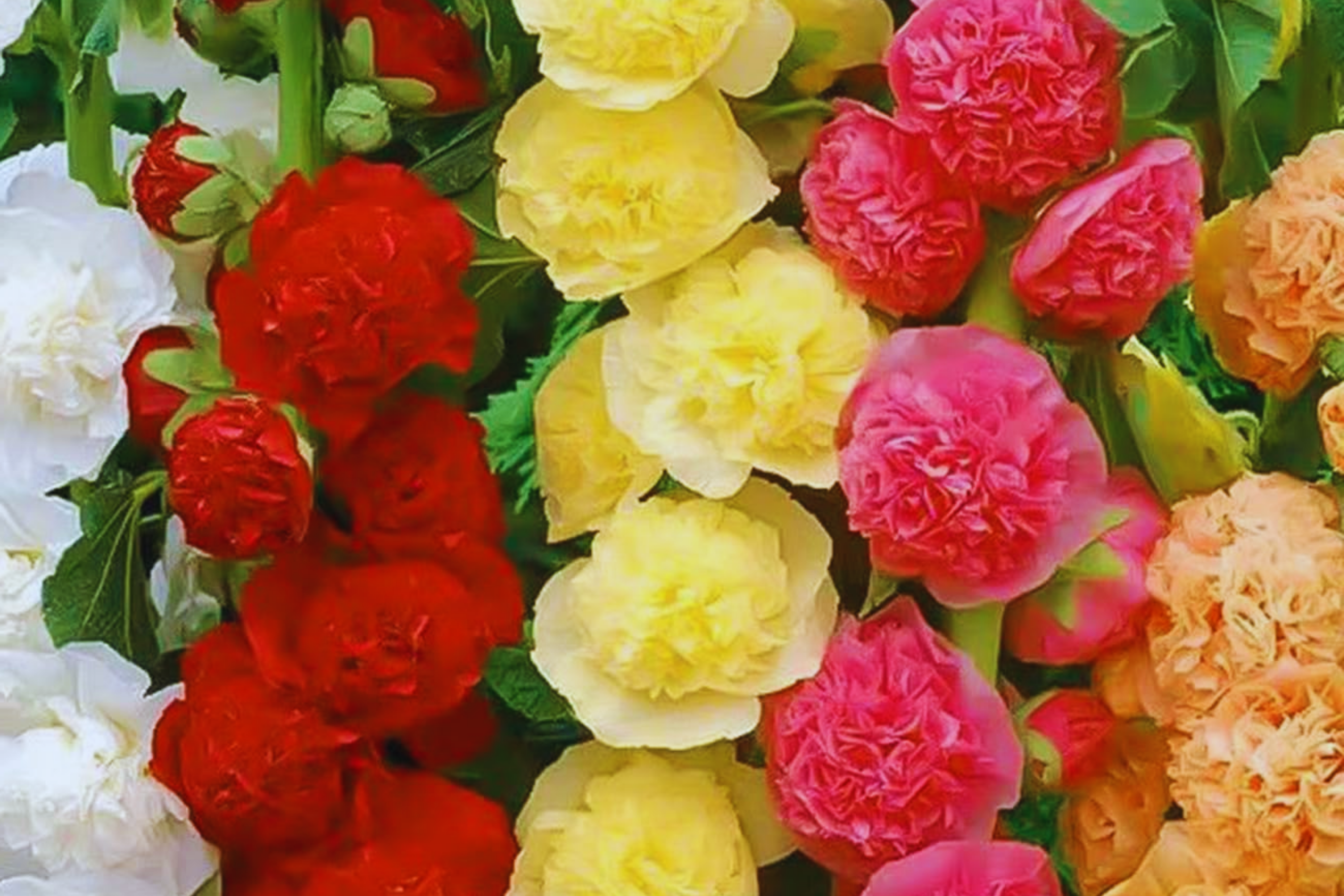 Hollyhock Flower Seeds Color Mix | White Pink Red Yellow | Fresh Garden Seeds