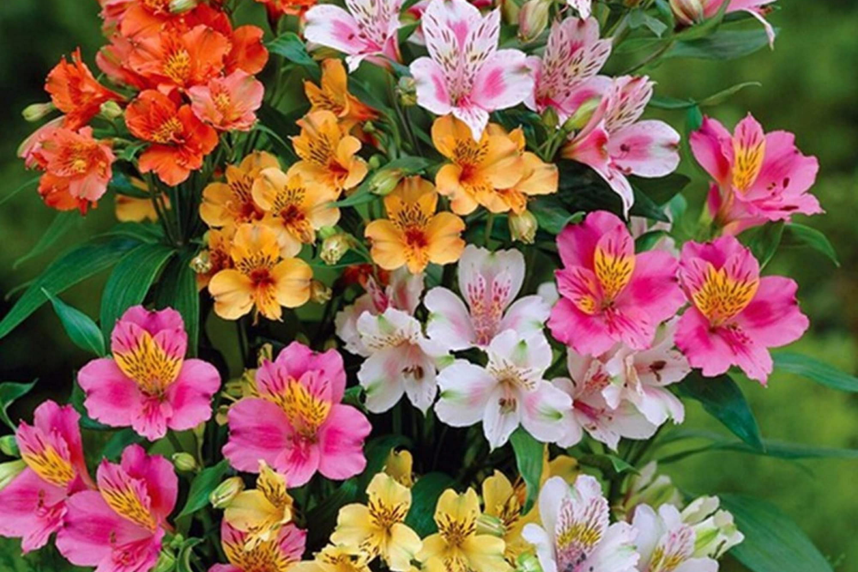 30 Alstroemeria Seeds for Planting - Mixed Perennial Peruvian Lily Flowers - Garden Seeds