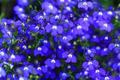 Magic Blue Creeping Thyme Seeds - 20000+ Heirloom Ground Cover Seeds - Thymus serpyllum