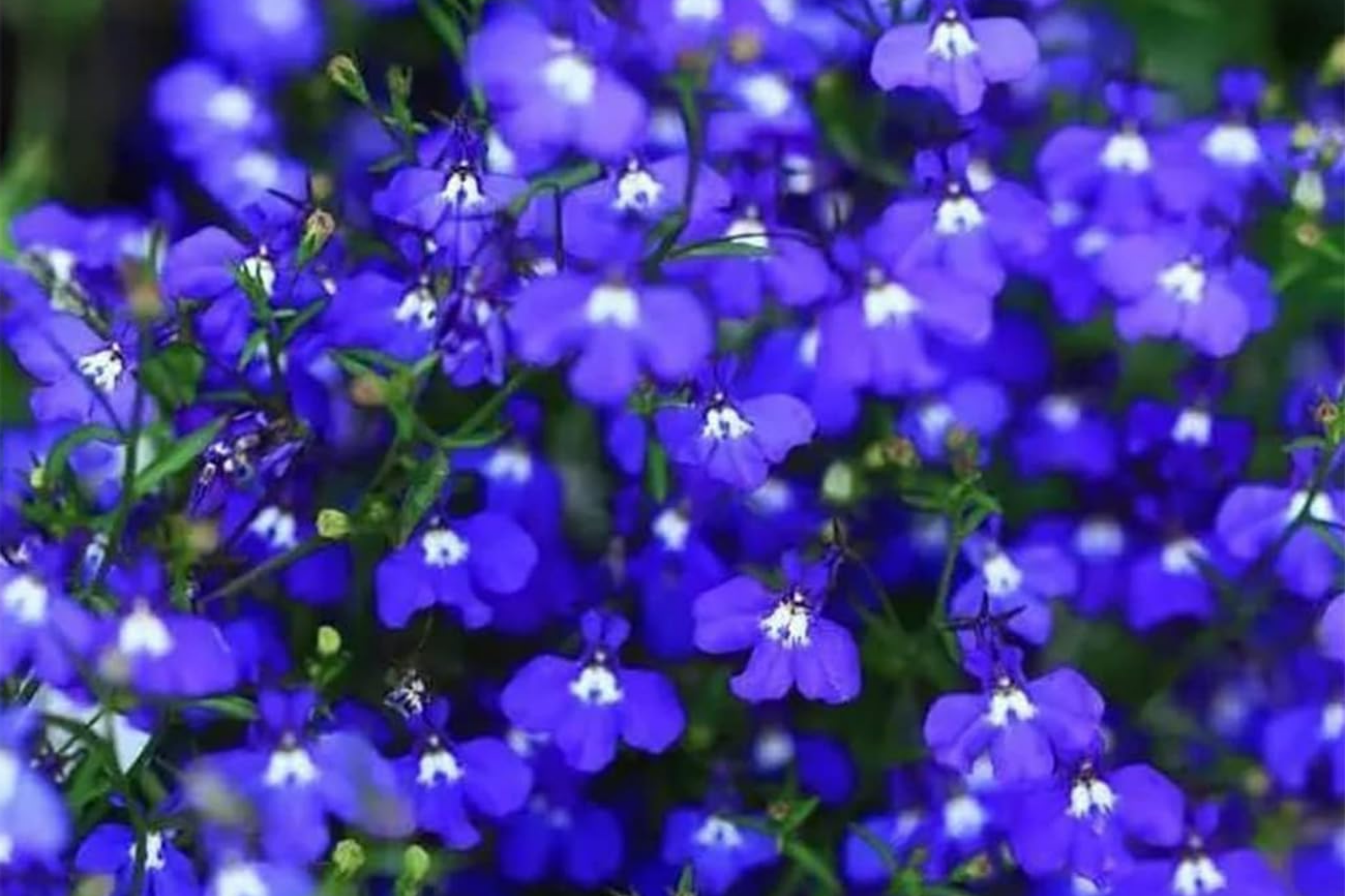 Magic Blue Creeping Thyme Seeds - 20000+ Heirloom Ground Cover Seeds - Thymus serpyllum