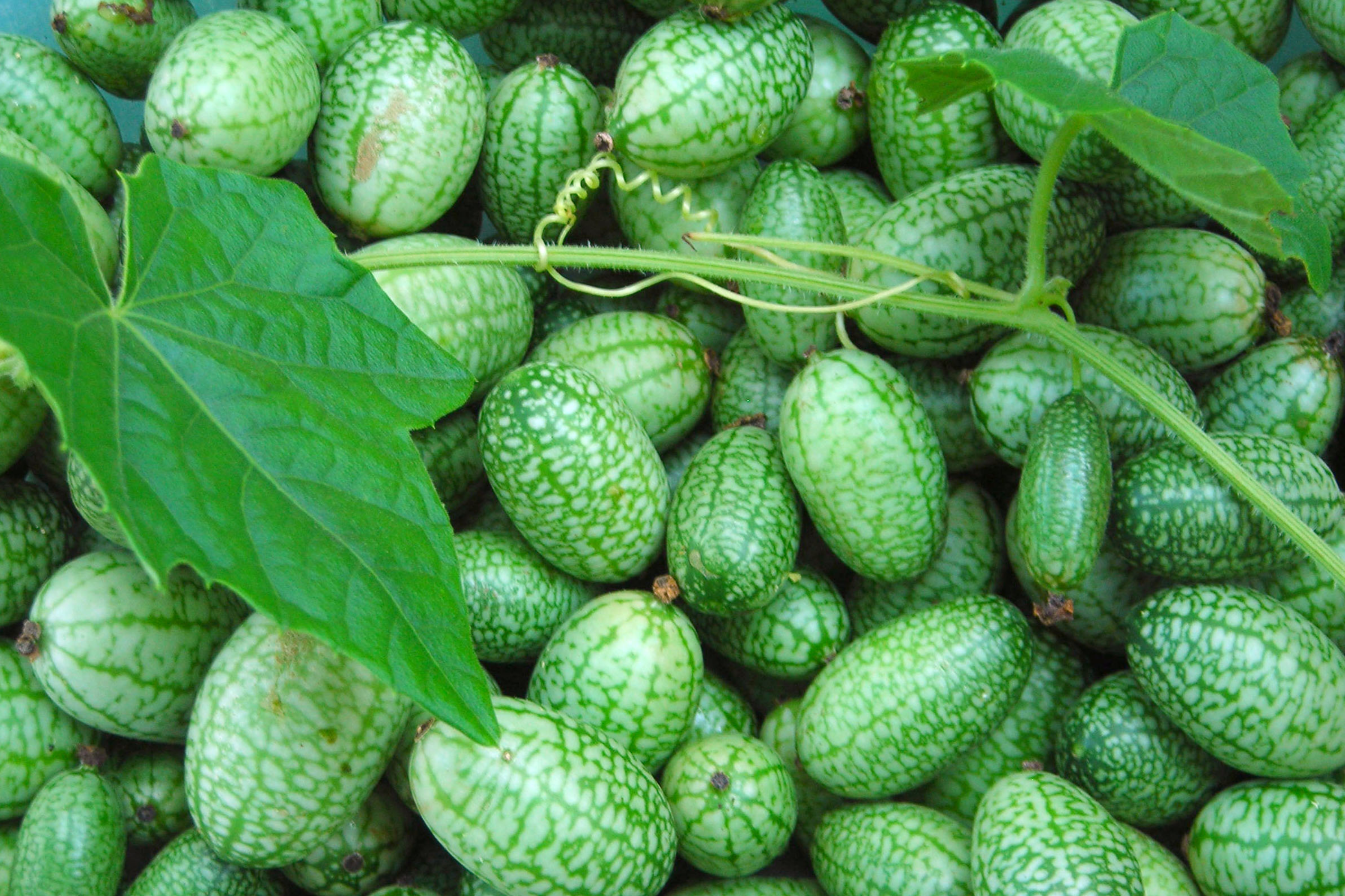 Mexican Gherkin Seeds | Heirloom Non-GMO Mini Cucumbers | Cucamelon (Melothria scabra)