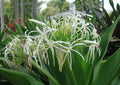 White Spider Crinum Lily Amoenum | Live Rooted Starter Plant | Giant Fragrant Flower | Tropical Bulb Plant | Hardy Perennial