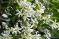 Mixed Star Jasmine Flower 200 Seeds - Fragrant Climbing Jasmine - Trachelospermum jasminoides