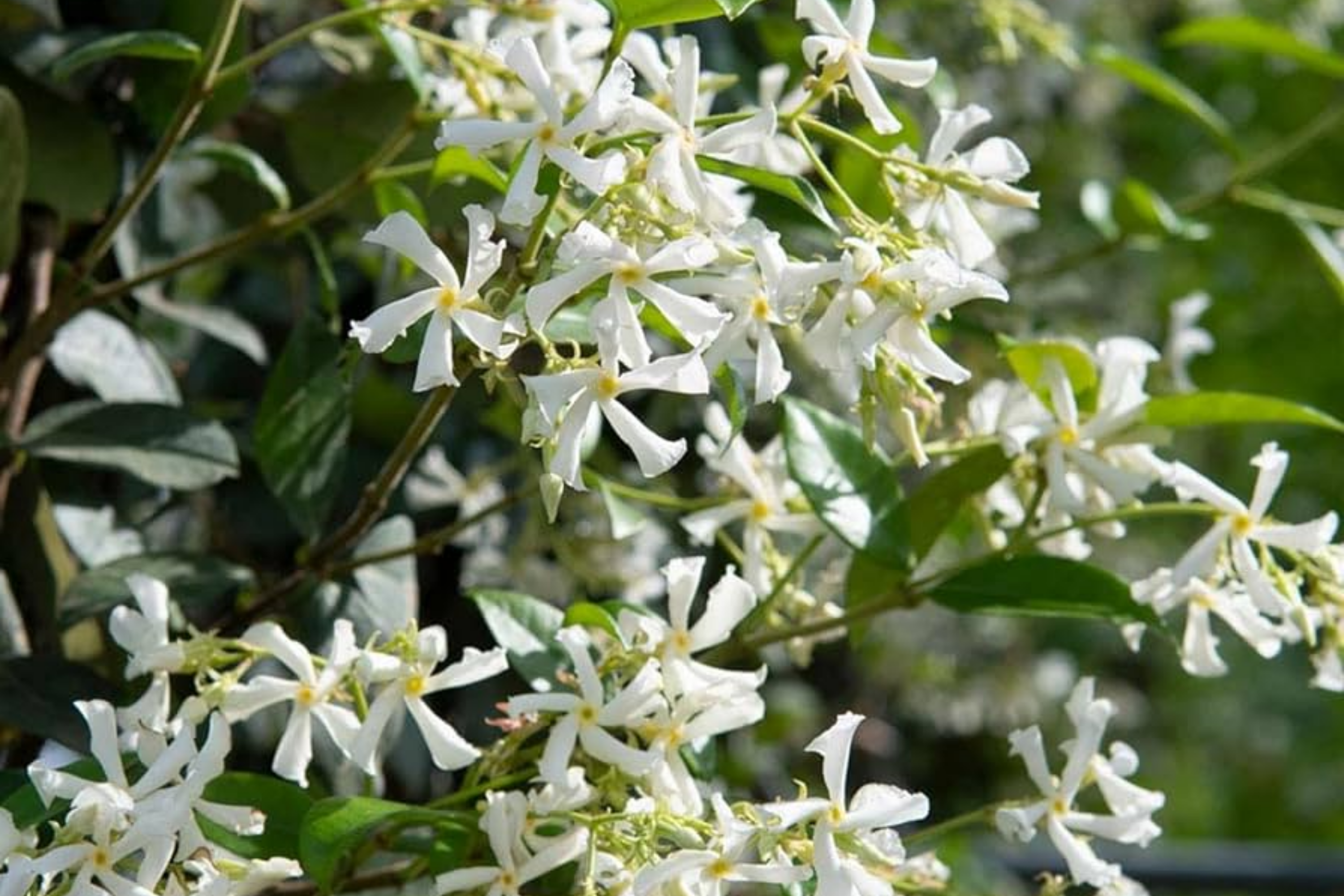Mixed Star Jasmine Flower 200 Seeds - Fragrant Climbing Jasmine - Trachelospermum jasminoides