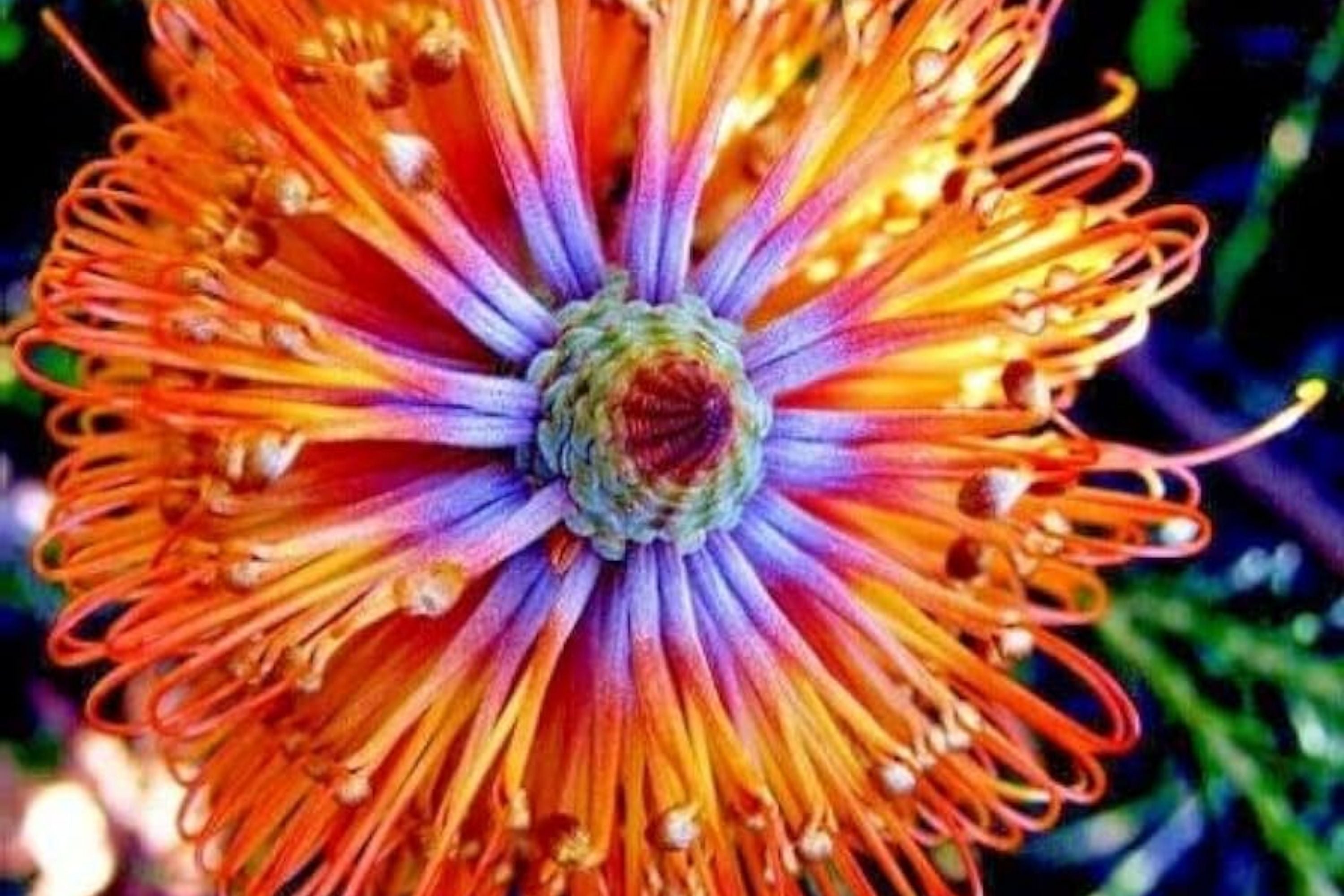 Banksia ericifolia "Little Eric" Tree Seeds - Rare Lantern Fireworks Plant - Flowering Variety
