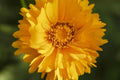 Coreopsis Seeds | Lance Leaf Variety | Non-GMO | Wildflower Seeds | Coreopsis lanceolata